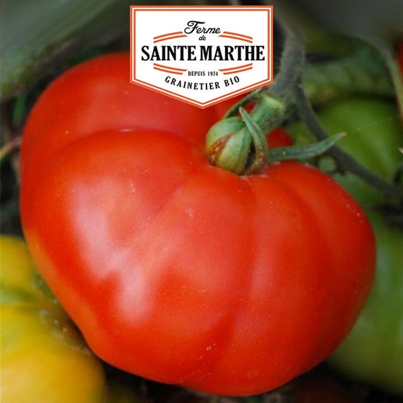 La Ferme Sainte Marthe - Tomate Marmande - 50 graines