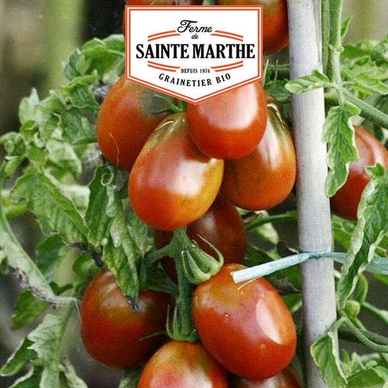 Tomate Prune Noire - 50 graines - La ferme Sainte Marthe