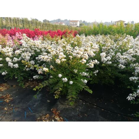 Lagerstroemia indica 3 piante in vaso 7x7 cm COLORI CASUALI
