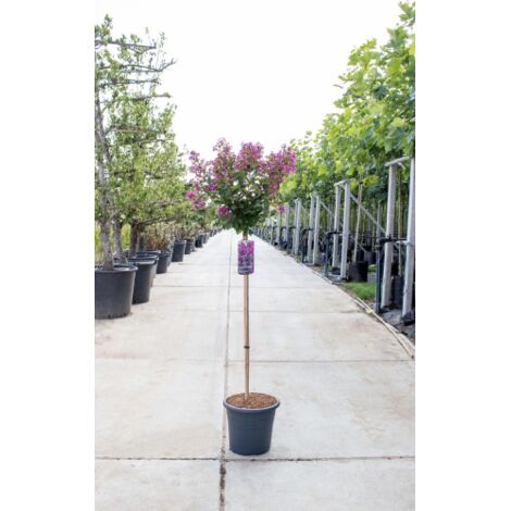 Lagerstroemia indica Bianca pianta ad alberello in vaso  24 cm h. 150 cm circa  Bianco - Select 1: Viola