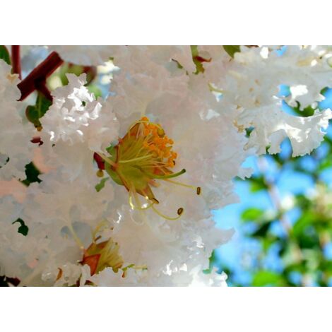 Lagerstroemia indica Bianco "Bianca Grassi" pianta in vaso 7x7
