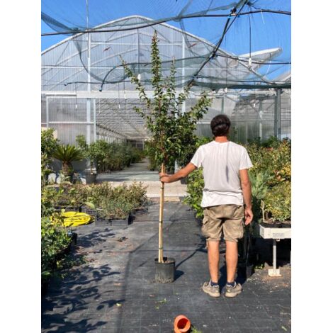 Lagerstroemia indica pianta ad alberello in vaso 26 cm h.150 cm circa FOTO REALE Colori Misti