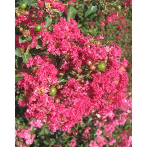 Lagerstroemia indica Rosa acceso "Caroline Beauty" pianta in vaso 7x7