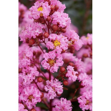 Lagerstroemia indica Rosa "Eveline" pianta in vaso 13 cm