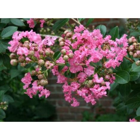 Lagerstroemia indica rosa "Rosea Nova" pianta in vaso 13