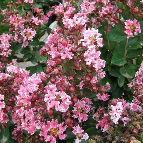 Lagerstroemia indica rosa variegata "Berlingot Menthe" pianta in vaso 15 cm