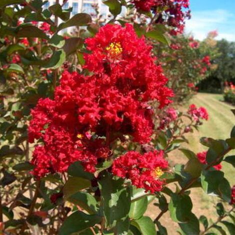 Lagerstroemia indica rossa "Durant Red" pianta ad alberello in vaso 22 cm h. 2 mt circa