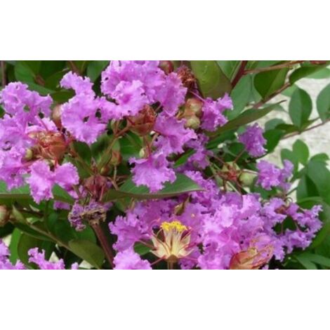 Lagerstroemia indica Viola "Violacea" pianta in vaso 7x7 cm