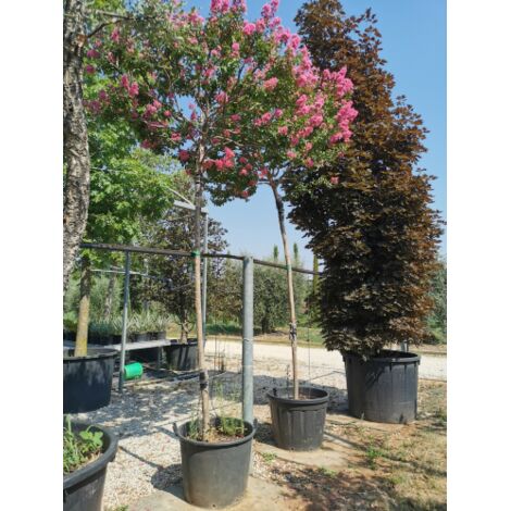 Lagerstroemia rosa "Lagerstroemia indica" pianta ad alberello in mastello  50 cm h. 3,5/4 mt cfr. tronco 15/17 cm