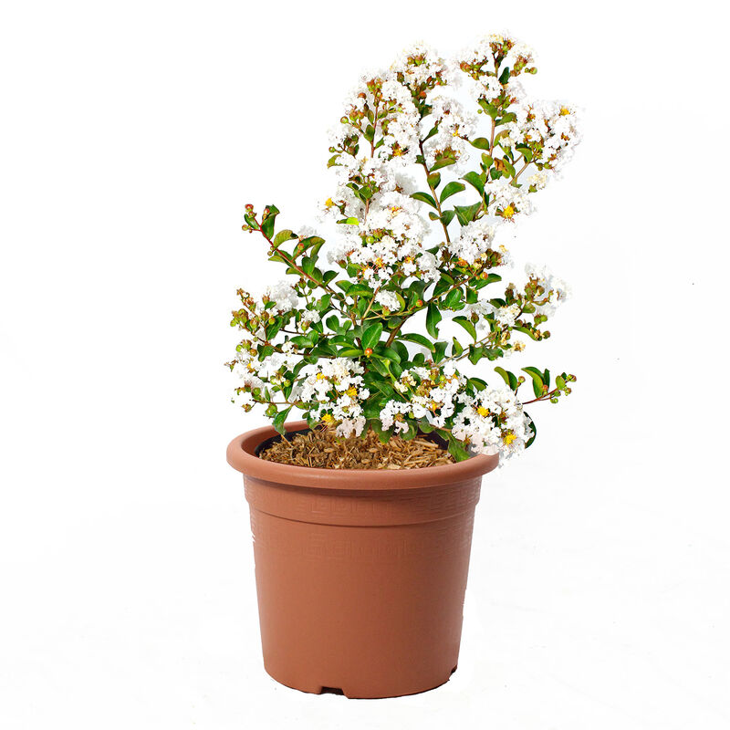 Lagestroemia Indica Bianca - Piante da Esterno Vere Fiorite - h 60-80 cm Vaso ø 24 cm