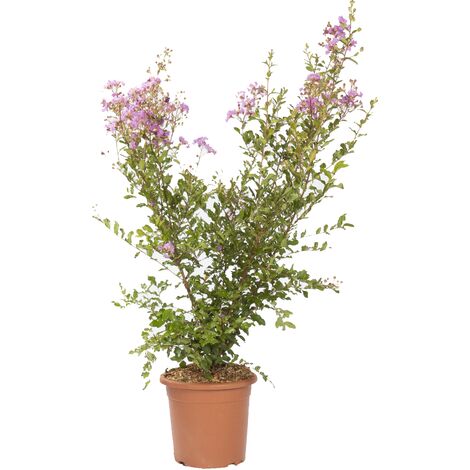 Lagestroemia Indica Viola - Piante da Esterno Vere Fiorite - H 60-80 cm Vaso Ø 24 cm