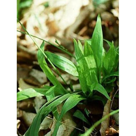 Laîche à feuilles de plantain Pot de 1L/1,5L
