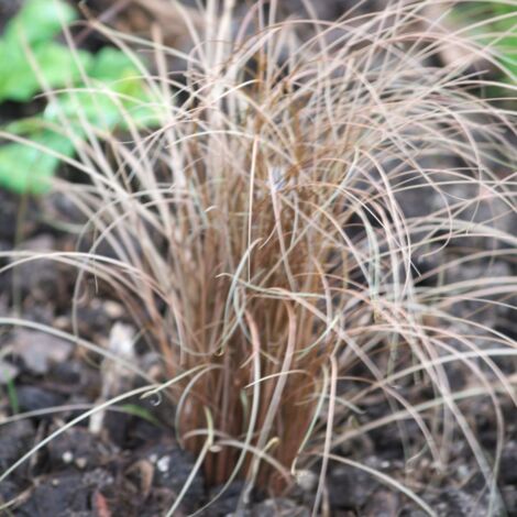 Laîche de Buchanan Bronze Form | Pot de 3L - 20/40 cm