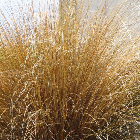 Laîche de Buchanan Red Rooster, Carex/Pot de 2L - 40/60 cm