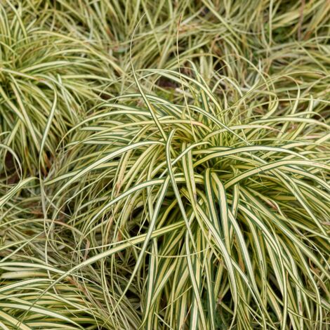 Laîche de Morrow Ice Dance' - Carex morrowii Ice Dance' godet 9cm