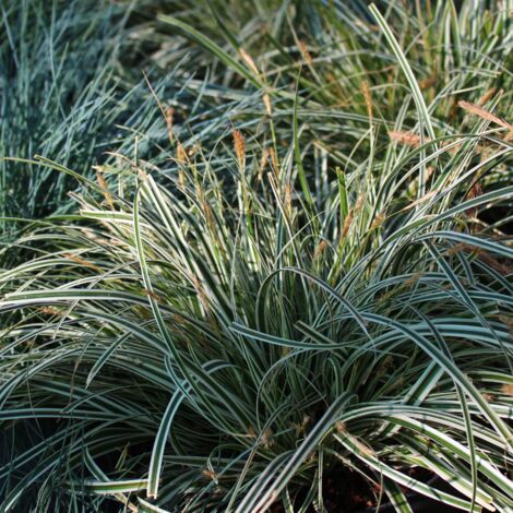 Laîche de Morrow Mosten' - Carex morrowii Mosten' godet 9cm