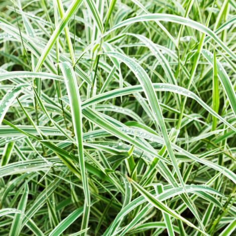Laîche de Morrow Variegata' - Carex morrowii Variegata' pot 3L