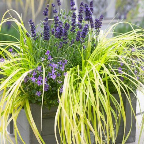 Laîche d'Oshima Evercolor® 'Everillo' | Pot de 3L - 20/40 cm