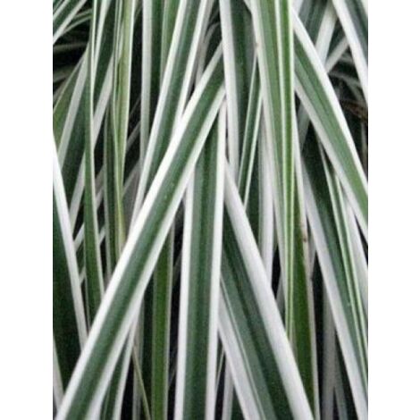 Laîche d'Oshima 'Everest' Godet de 8/9 cm