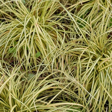 Laîche d'Oshima Evergold' - Carex oshimensis Evergold' godet 9cm