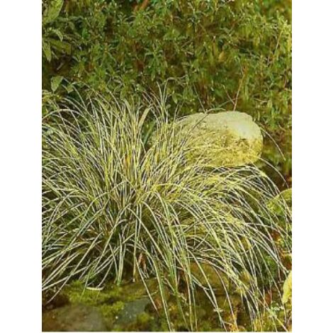 Laîche d'Oshima 'Evergold' Godet de 8/9 cm