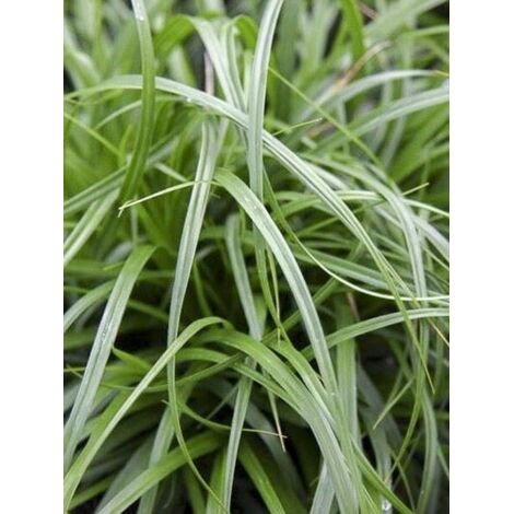 Laîche d'Oshima 'Evergreen' Godet de 8/9 cm