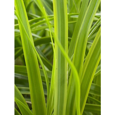 Laîche d'Oshima 'Everlime' Godet de 8/9 cm