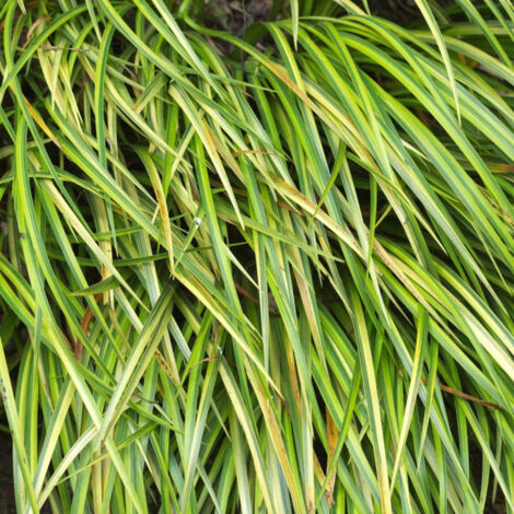 Laîche d'Oshima oshimensis Evergold | Pot de 3L - 20/40 cm