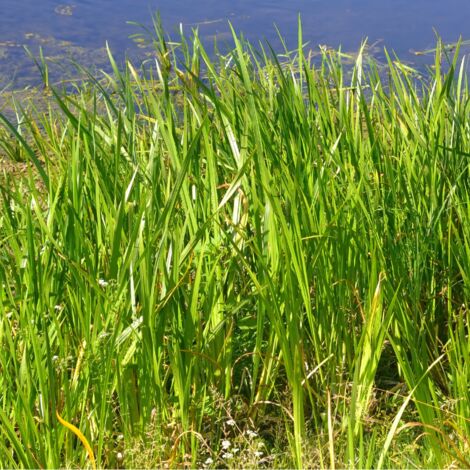 Laîche élevée Aurea' - Carex elata Aurea' godet 9cm