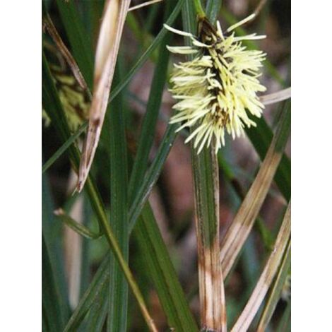 Laîche 'Irish Green' Godet de 8/9 cm