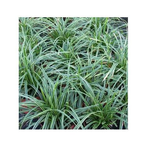 Laîche japonaise Ice Dance | Pot de 3L - 20/40 cm