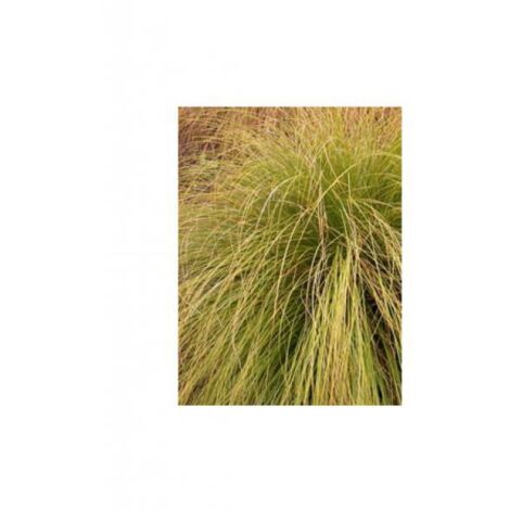 Laîche 'Kiwi' Godet de 8/9 cm