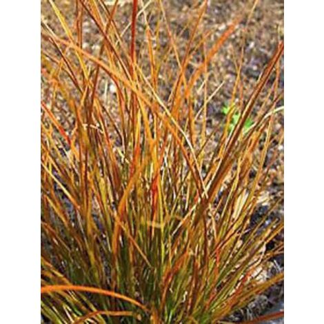 Laîche orange 'Prairie Fire' Pot de 2L/3L