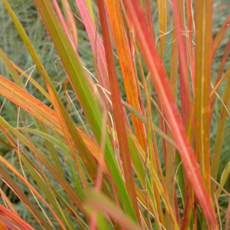 Laîche orange testacea