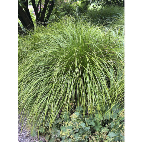 Laîche 'Osaka' Godet de 8/9 cm