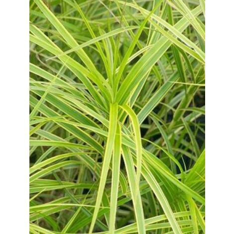 Laîche palmée 'Oehme' Godet de 8/9 cm