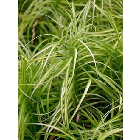 Laîche palmée 'Silberstreif' Godet de 8/9 cm