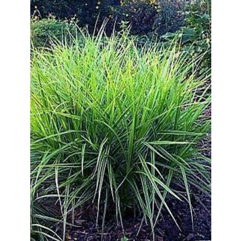 Laîche palmée 'Variegata' Godet de 8/9 cm