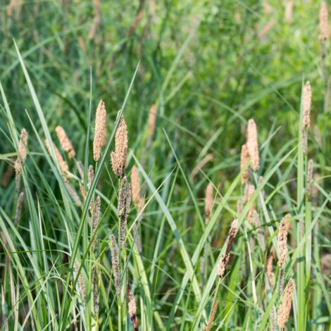 Laîche pendante - Carex pendula godet 9cm