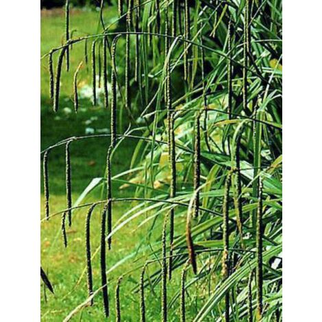 Laîche pendante Pot de 2L/3L