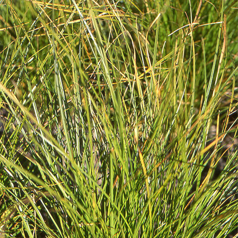 Laîche secta Godet de 8/9 cm