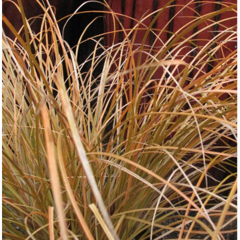 Laîche testacea Prairie Fire/Pot de 2L