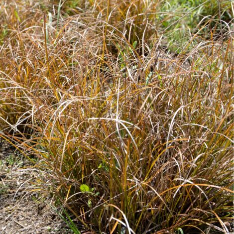 Laîche testacée Prairie Fire' - Carex testacea Prairie Fire'godet 9cm