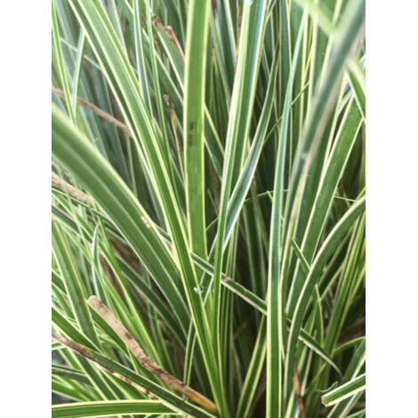Laîche 'Variegata' Pot de 2L/3L
