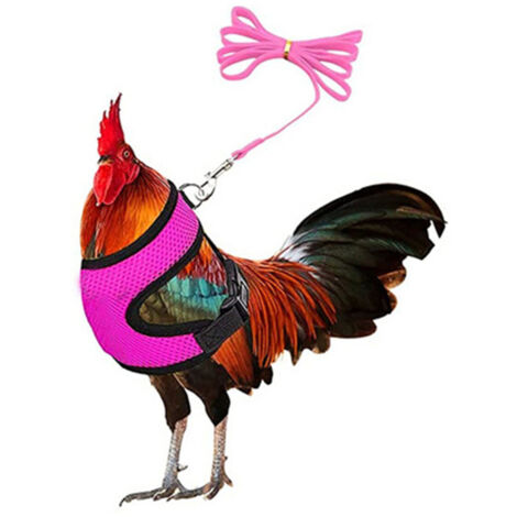 Laisse de remorquage pour porte-poitrine de poulet, canard et oie pour animaux de compagnie
