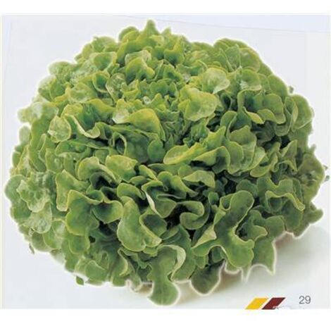 LAITUE A COUPER KRIZET - 0.5 G - GRAINES DE LÉGUMES