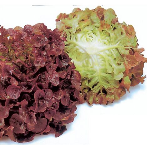 LAITUE A COUPER VERSAI - 0.3 G - GRAINES DE LÉGUMES