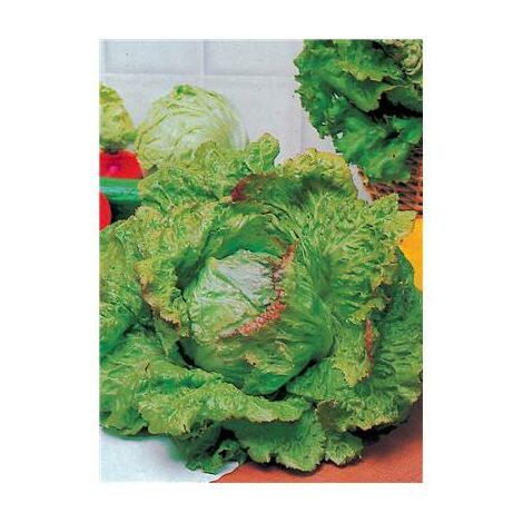 LAITUE BATAVIA BLONDE A BORD ROUGE - 6 G - GRAINES