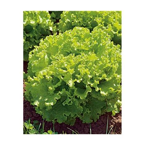 LAITUE BATAVIA FLORINE - 75 GRAINES - Février à août