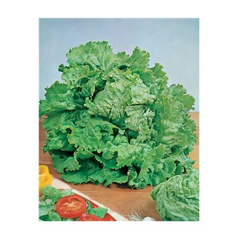 LAITUE BATAVIA PIERRE BENITE - 3 G - Grandes feuilles
